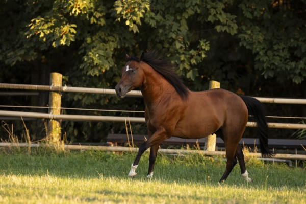 Quarter Horse gelding in the evening light in the pasture, Austria, Europe