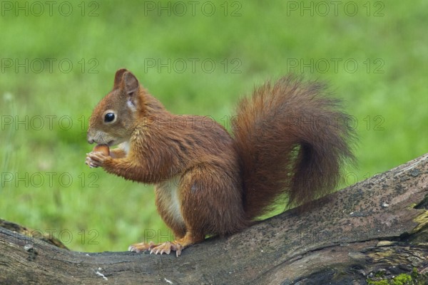 Squirrel holding nut in hands standing on tree trunk looking left