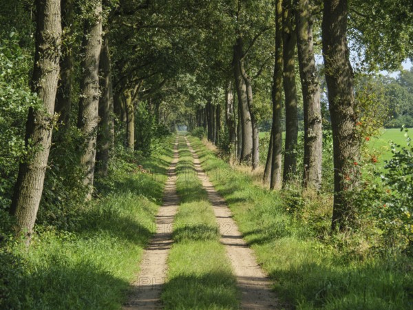 A rural path with trees to the left and right in a quiet, sunny neighbourhood, bredevoort, achterhoek, the netherlands
