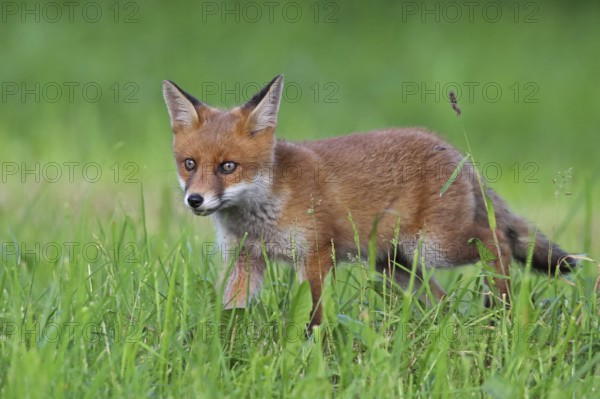 Red fox, Vulpes vulpes, young animal