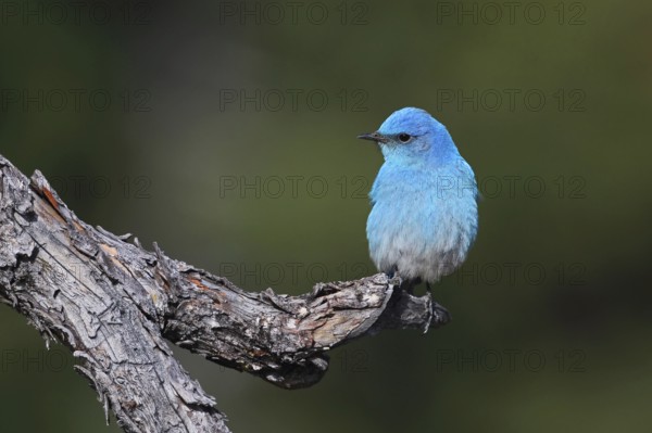 Mountain Bluebird, Sialia currucoides, Utah, USA, North America