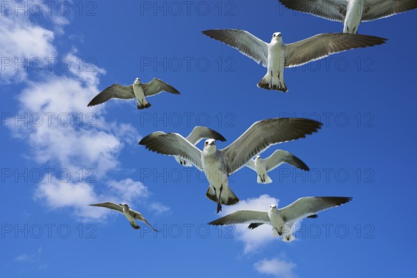 Seagulls sea gulls group flying on blue sky in Caribbean sea
