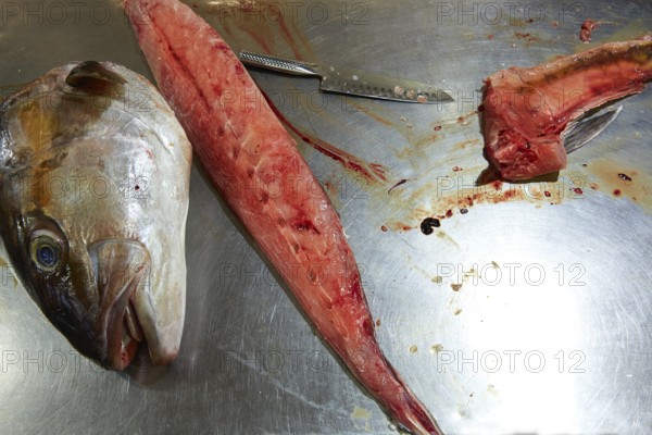 Amberjack fish head fillet process in stainless steel kitchen