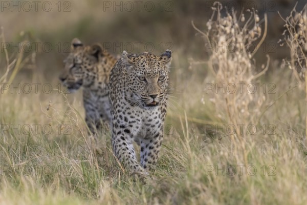 Leopard (Panthera pardus) female rear young, Moremi Game Reserve, Okavango Delta, Maun, Botswana, Africa