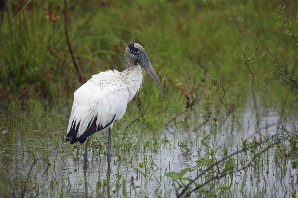 Wood stork, Mycteria americana, Argentina, South America