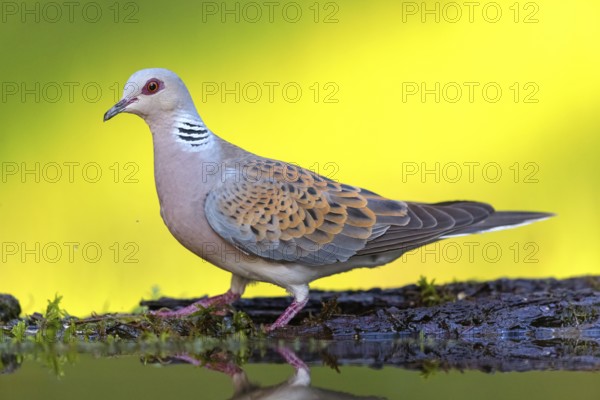 Turtle Dove, (Streptopelia turtur), Animals, Birds, Pigeons, Lesbos Island, Greece, Tiszaalp-r - Kiskuns-gi-Nation, B-cs-Kiskun, Europe
