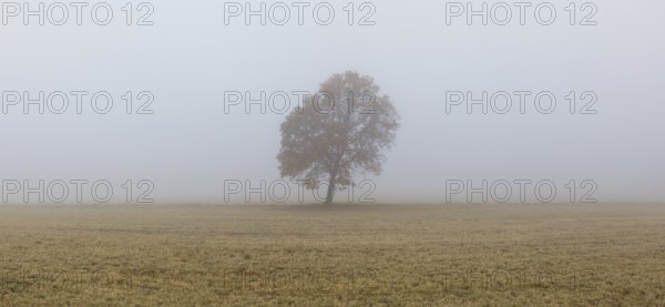 Lonely tree on the empty pasture in the morning mist. Panorama picture
