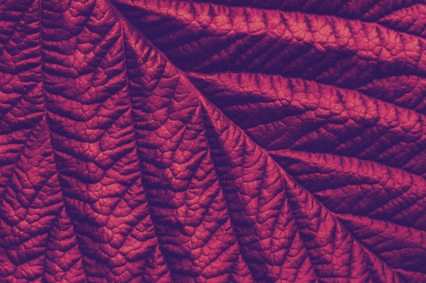 Rich maroon macro leaf texture, abstract floral background