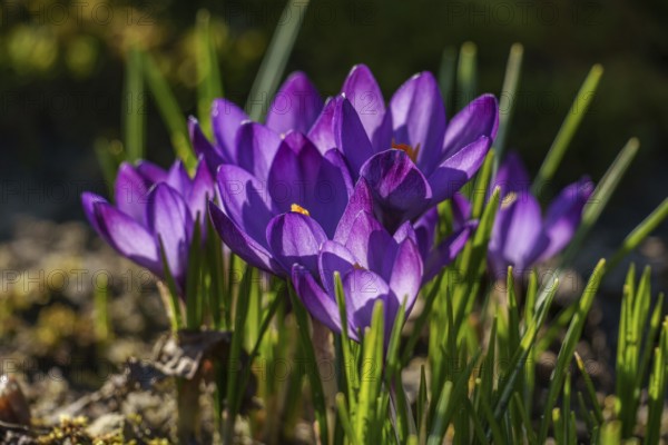 Purple crocuses blooming in sunlight with light green background, Weseke, Borken, westphalia, germany