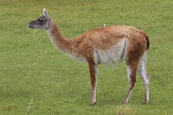 Guanaco, Chile, South America