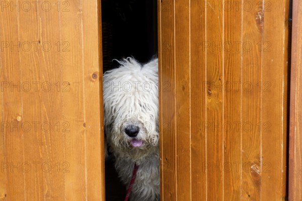 Curious and shy dog hiding behind the wood door funny guard