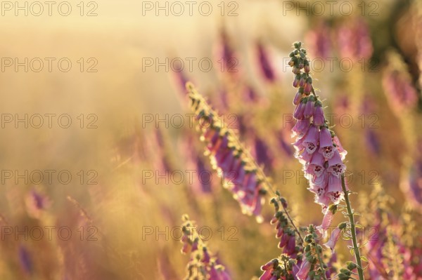 Purple foxglove, Digitalis purpurea during sunrise