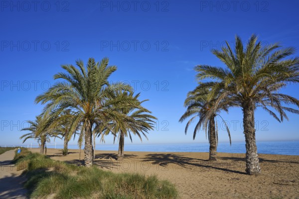 Denia las Marinas beach in Alicante palm trees at Costa Blanca of Spain