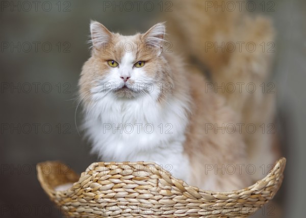Flauschige rot-weiße Katze, die einer Maine Coon ähnelt, aber eigentlich eine Mischung aus Perser- und Ragdoll-Rasse ist. Die Katze liegt in einem geflochtenen Korb und sieht entspannt und ruhig aus