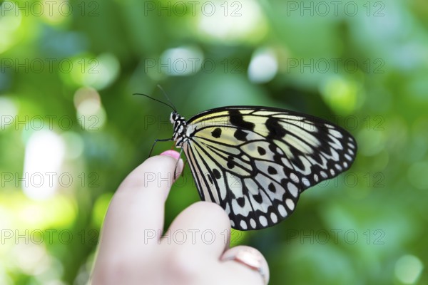 Girl hand finger Rice Paper butterfly Idea leuconoe in outdoor