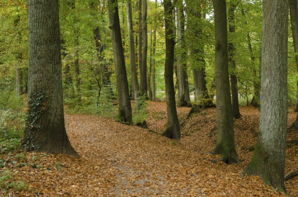 Autumnal forest path surrounded by dense trees and falling leaves, Borken, münsterland, Germany, Europe