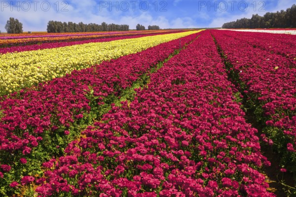Kibbutz field of flowering colorful buttercups. Israel. Beautiful sunny spring day. Spring walk in southern Israel. Ecological, botanical and photo tourism concept
