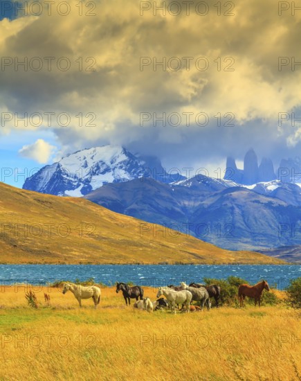 Magic light of sunset. Rocks Torres del Paine visible among the clouds. Herd of mustangs on the shore of Laguna Azul