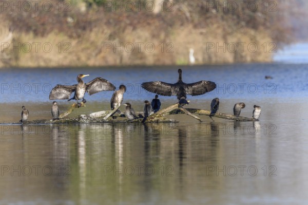 Great cormorant (Phalacrocorax carbo) and Pygmy cormorant (Microcarbo pygmaeus) perched on a branch. Bas-Rhin, Alsace, Grand Est, France, Europe