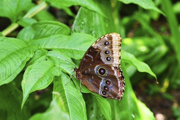 Butterflies on beautiful plants while lingering in the sunshine