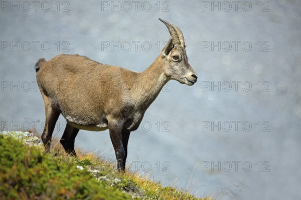 Alpine ibex, Capra ibex