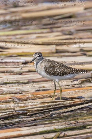 Sandpiper, Wood Sandpiper (Tringa glareola)