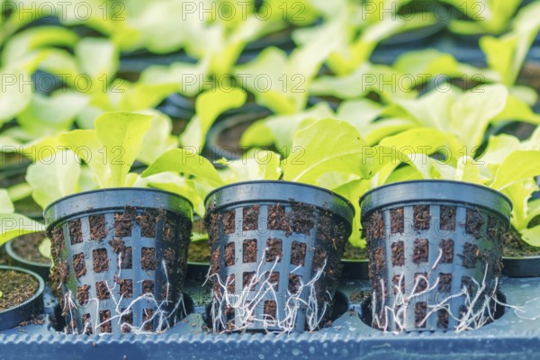 Lettuce Hydroponic farm. Lettuce Sprouts. Green Young Lettuce Plants. Lettuce seedlings. Spring Seedlings
