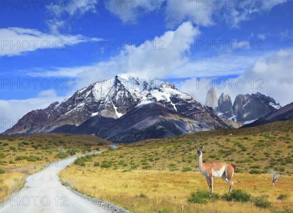 The beautiful summer morning in Patagonia. National Park Torres del Paine. On dirt road is worth guanaco - Lama