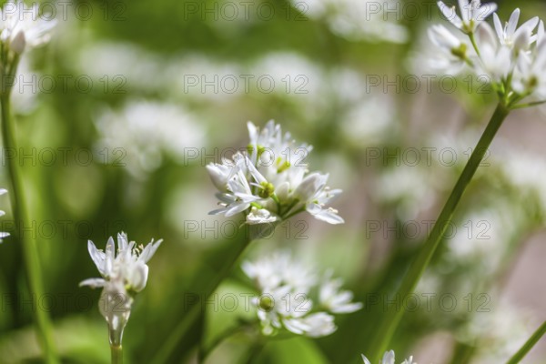 Wild garlic (Allium ursinum) with blossoms, wild garlic blossom, Leoben, Styria, Austria, Europe
