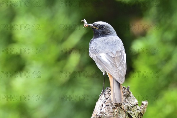 Male Black Redstart with feather. Male black redstart with feather