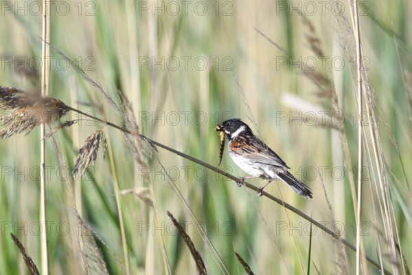 Reed Bunting, emberiza schoeniclus, feeding, Germany, Common Reed Bunting, male, Europe