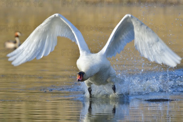 Mute Swan in territory battle in spring, Mute Swan during the breeding season