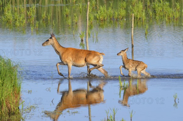 Red deer in Lusatia, near Foerstgen. Red deer with calf. Red Deer Cervus elaphus Germany, Germany, Europe