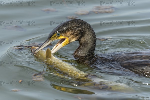 A large eel struggles to escape from a great cormorant (Phalacrocorax carbo)