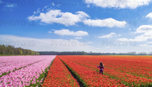 Little girl walking in a field with blooming red tulips in the netherlands