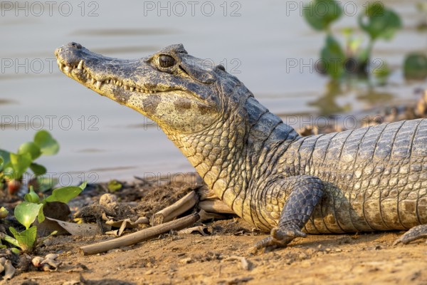 Caiman (Caimaninae), Crocodile (Alligatoridae), crocodile (Crocodylia), animal portrait, Pantanal, inland, wetland, UNESCO Biosphere Reserve, World Heritage Site, wetland biotope, Mato Grosso, Brazil, South America