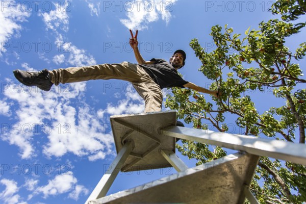 Low angle view of a happy caucasian man on the top of a ladder standing on one leg. as he enjoying picking peaches fruits and showing v fingers sign