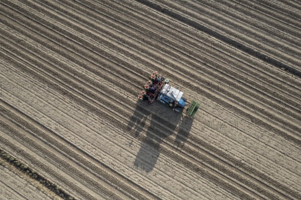 Farmers are planting a tomato crop using an automatic planter machine in a field. The machine is pulled by a blue tractor and leaves long straight rows in the brown soil