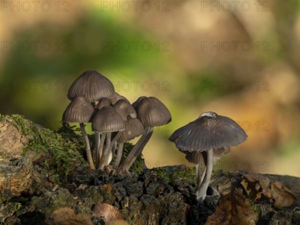 Cluster of Bonnet mushrooms growing on fallen tree in woodland