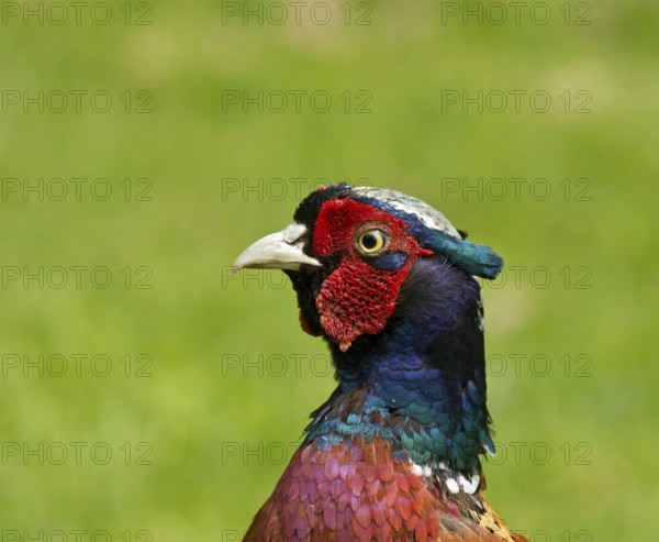Close-up view of head of male or cock Common Pheasant, showing the fine detail and colours of the beautiful plumage and the red wattle around the eye