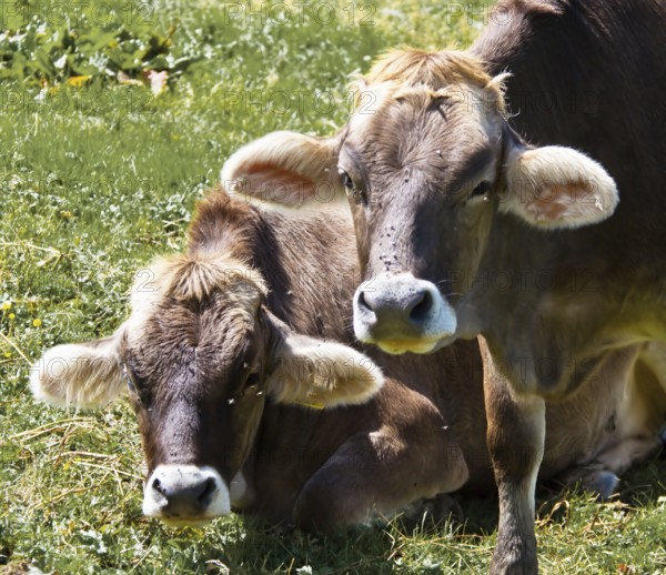 Several cows graze on a mountain pasture and enjoy the summer. Animals in agriculture Austria
