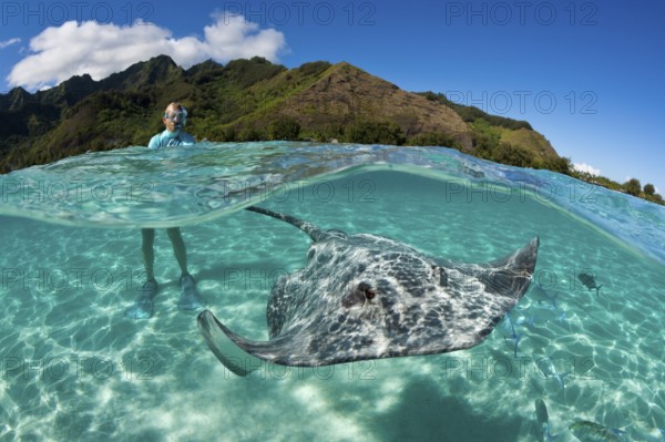 Snorkelling with Pink Whipray in Lagoon, Pateobatis fai, Moorea, French Polynesia | Snorkeling with Pink Whipray in Lagoon, French Polynesia, Oceania