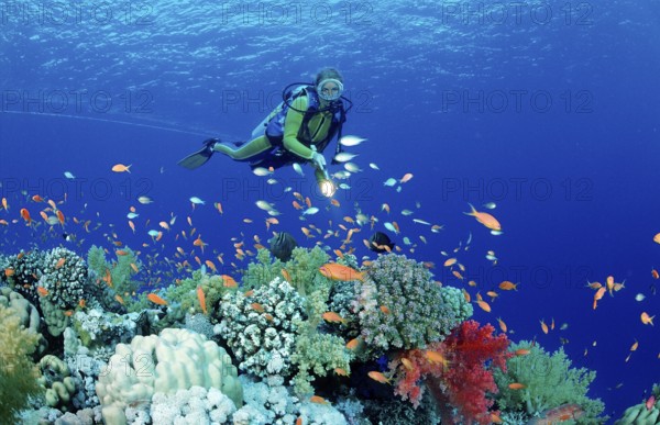 Diver and coral reef, Egypt, Zabargad, Zabarghad, Red Sea, Africa