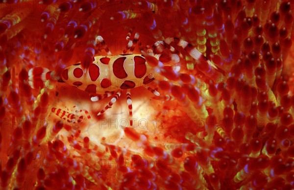Coleman's partner shrimps on fire sea urchin, Periclimenes colemani, Asthenosoma varium, Bali, Indian Ocean, Indonesia, Asia