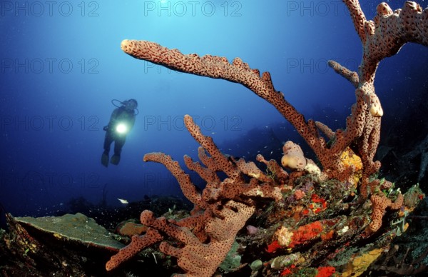 Diver and tube sponge, Aplysinia lacunosa, Catalina, Caribbean Sea, Dominican Republic, Central America