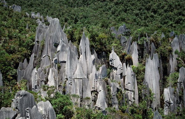 Limestone pinnacle, Borneo, Sarawak, Gunung Mulu NP, Malaysia, Asia