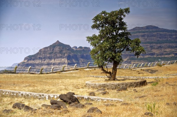 Tree landscape, malshej ghat, maharashtra, India, Asia