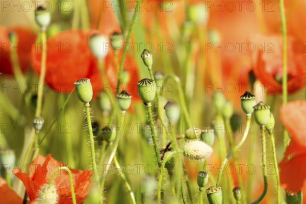 A grain field with common red poppy (Papaver rhoeas), Wesertal, Weser Uplands, Weserbergland, Hesse, Germany, Europe