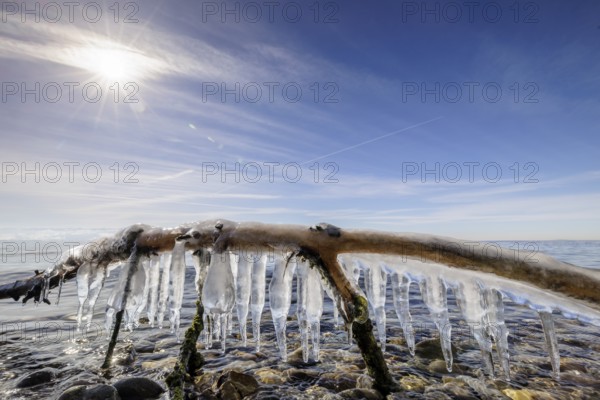 Icicles hanging from a branch in front of a sunny sky over the sea, harbour, Gohren, Lake Constance, Baden-Württemberg, Germany, Europe