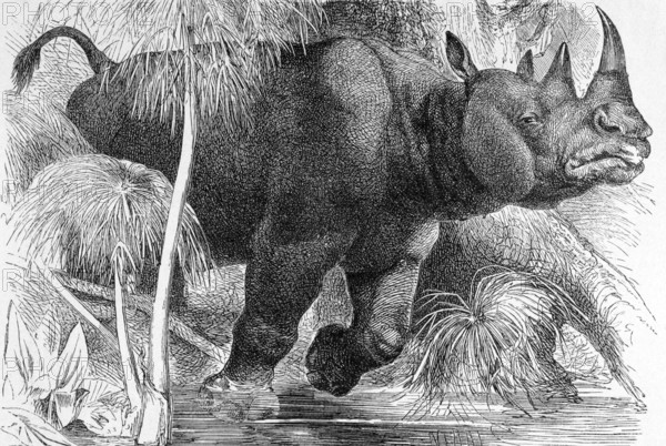 Black Rhinoceros on engraving from 1890. Engraved by unknown artist and published in Meyers Konversations-Lexikon, Germany, 1890, Europe